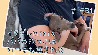 パパとイチャイチャTime♡アゴ髭スリスリされて痛くても…パパなら許しちゃうイタグレｍｉｓｉａ(ミーシャ)【生後531日】【うちの子464日目】【イタリアングレーハウンド】【パピーズママ出身】