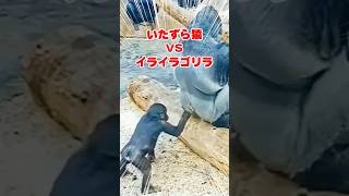 しつこい猿にゴリラキレるw