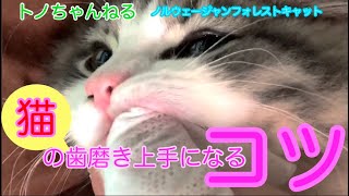 猫の歯磨き・上手にできるコツ公開/How to brush cat’s teeth