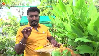 மாடி தோட்டம் | Maadi Thottam | Mudhal Vanakkam | 14th october 2024