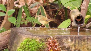 アオジ、うぐいす　御所の水場