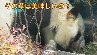 1/4レイレイのサラダバーはシンシンと好みが一緒？giantpanda @tokyo 上野動物園