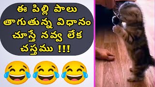 Cat's Funny Vedio 😂😂😂