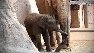 아기 코끼리 '코리'(9개월)와 엄마 '캄순이' (서울어린이대공원 동물원). Baby Elephant 'Kori' (Korea Seoul Children Park Zoo)