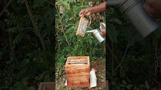 பெட்டி தேன் சேகரிப்பு #trendingshorts #shorts #honey #naturalhoney #agriculture