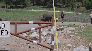 Stupid Tourists of Yellowstone Park