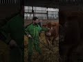 video. oupette la vache limousine de la vienne star du salon de l agriculture de paris