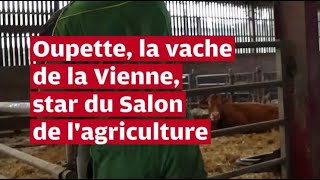 VIDEO. Oupette, la vache limousine de la Vienne, star du Salon de l'agriculture de Paris