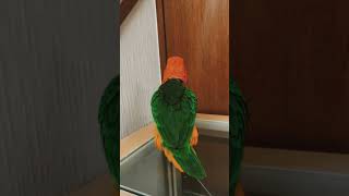 Michael Jackson aise hi dance karta tha #parotlover #dancingparrot #funnyparrotvideo #shorts