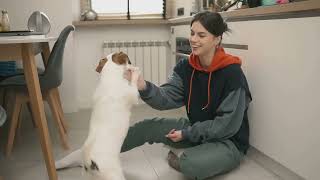 Rat Terriers: Your Energetic Companion - Care, Tips & More