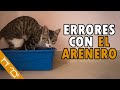 Los 10 Errores Más Comunes De La Caja De Arena Para Gatos