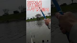 びん沼川でへらぶな釣り #shorts