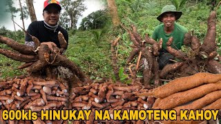 Jackpot sa daming nahukay na kamoteng Kahoy Ang daming laman 600 kls nakuha