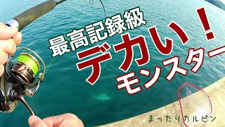 衝撃！一人ぼっちの小さな漁港の堤防で、モンスター級の”デカい”のが釣れた。青物、サワラ、ヒラメなど色んな魚種が釣れるショアジギングはこれだから、やめられないですね。