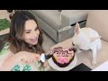 Throwing My Dog an EPIC Birthday Party!