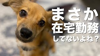 飼い主が在宅勤務だと犬にこんな悪影響があります。