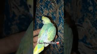 Say Masa-Allah ❤️‍🩹cute bbys#unfrezzmyaccount #birds #budgries #budgieslovers #budgiesworld