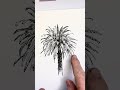 DRAWING REALISTIC PALM TREES #stephentraversart #drawing #drawingvideo #art #drawingtips