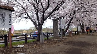 土浦駅東口からぐるっと桜の花見サイクリング２０２２