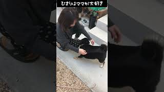 ママが大好きすぎるひまり#柴犬