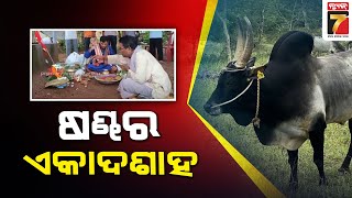 ବାରଙ୍ଗ ବର୍ଷା ଭିଲେଜରେ ଷଣ୍ଢର ଏକାଦଶାହ || 11th rites of bull organised in Barang village