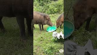 എന്തോരം വലിയ പന്നികൾ#viral #minivlogshorts #animals