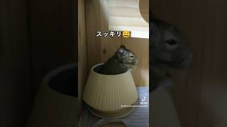 デグーのツモちゃん砂浴びしてスッキリ😄#デグー