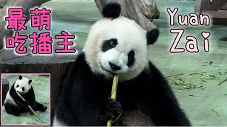 打食等等,最萌吃播主圓仔先開心吃唐竹筍Giant Panda Yuan Zai enjoyed bamboo shoots,圆仔