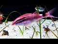 ホウライヒメジ　whitesanddle goatfish　parupeneus ciliatus