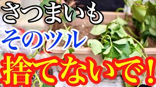 【さつまいも】ツルは捨てないで！冬越しさせると無限に苗を増やせる3つの方法を教えます