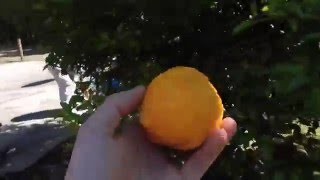 Productive Citrus Trees - Grown From Seed!