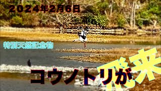 昆陽池にコウノトリが編　飛んでるとこ撮影できたの巻