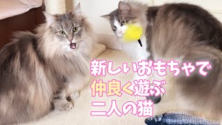 金沢弁をしゃべる猫 ノルウェージャンフォレストキャット