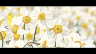 休園中の絶景 ゲレンデに咲く百万株のスイセン 「花は見られるために植えられている」