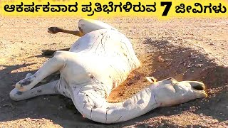 ಆಕರ್ಷಕವಾದ ಪ್ರತಿಭೆಗಳಿರುವ ಜೀವಿಗಳು || Seven Amazing Incredible Creatures Part 14 || Kannada Factoids