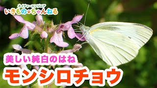 モンシロチョウ - 純白のはねが美しい！アブラナ科植物の毒を克服