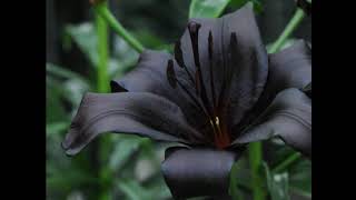 Mysterious Black Lily