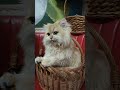 Лучшая ма сегодня у меня шашлык на ужин 😋 Персик котенок кот шашлык persik cat kitten