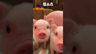 젖 달라고 🐖🐖🐖 #shorts