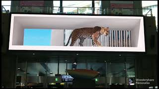 JR大阪駅に虎ならぬヒョウ現れる！