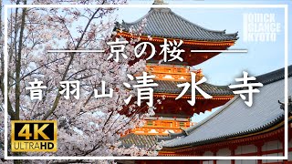 【京都 桜の名所】清水寺 〜音羽山一帯の境内に約1,500本の桜が咲き誇る桜の名所。春の絶景、桜満開の清水寺をご覧ください。 [No.119] #桜 #京都の桜