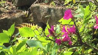 オナガアゲハ / Papilio macilentus　群馬県牛伏山　2016/05/14 butterfly of Japan