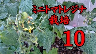 【野菜作り】ミニトマトレジナ栽培 10 /11