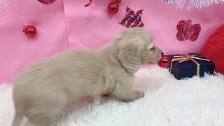 No 182056　ミニチュアダックスフンド　♀　ペットショップ犬の家＆猫の里東海名和店