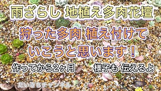 《多肉植物》《多肉花壇》地植え 雨ざらし 多肉花壇 狩った多肉を植え付けていこうと思います！作ってから2ヶ月 様子も伝えます！