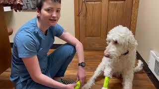 How To Wrap An Injured Leg