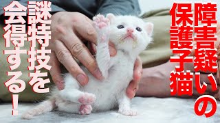 障害疑いの保護子猫、珍妙ムーブを会得する The rescued kitten's funny move