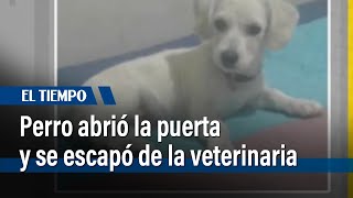 Perro abrió la puerta y se escapó de la veterinaria I El Tiempo