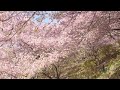 【4k】2023 02 27 第24回まつだ桜まつり「関東の富士見百景」松田山