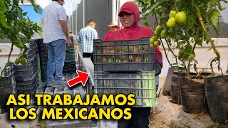 Producimos JITOMATES en México y los Mandamos a USA